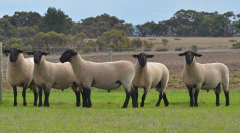 2014 SHOW AND SALE RAMS