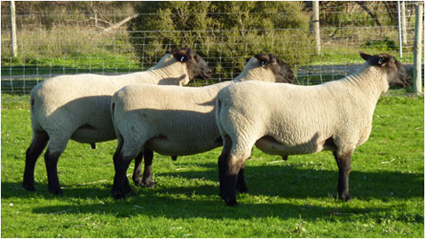 sale rams 2010